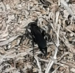 Pompilidae