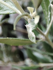 Euphyllura olivina