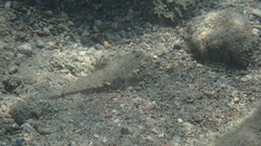 Gobius bucchichi