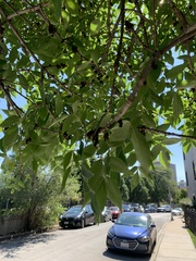 Fraxinus pennsylvanica