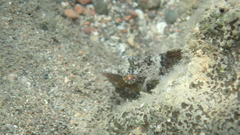 Pteragogus trispilus