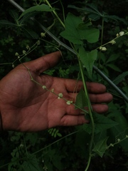 Antigonon flavescens