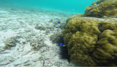 Pomacentrus caeruleus