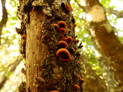 Anthracophyllum discolor