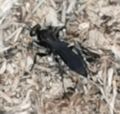 Pompilidae