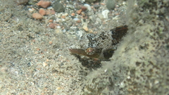 Pteragogus trispilus