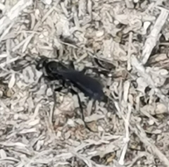 Pompilidae