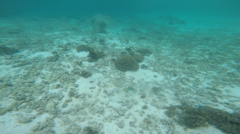 Parupeneus barberinus