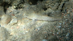 Gobius bucchichi