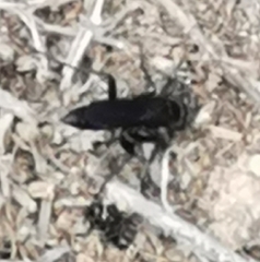 Pompilidae