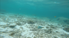 Halichoeres hortulanus