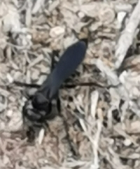 Pompilidae