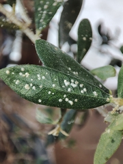 Euphyllura olivina