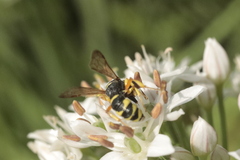 Cerceris rybyensis