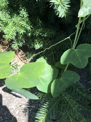 Passiflora lutea