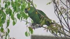 Amazona aestiva