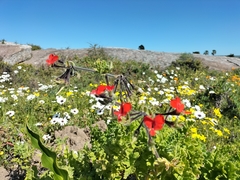 Pelargonium fulgidum