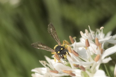 Cerceris rybyensis