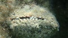 Spondylus gaederopus