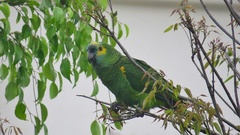 Amazona aestiva