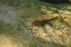 Salamandra salamandra