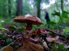 Suillus grevillei