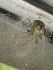 Araneus pegnia