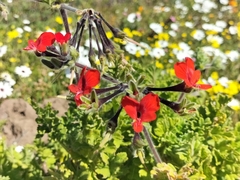 Pelargonium fulgidum