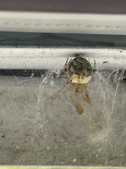 Araneus pegnia