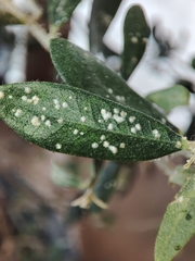 Euphyllura olivina
