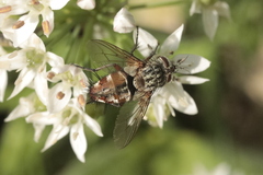 Linnaemya