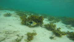 Rhinecanthus aculeatus