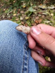 Rana