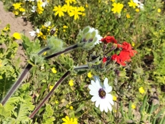 Pelargonium fulgidum