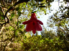 Lapageria rosea