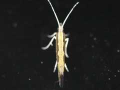 Plutella xylostella