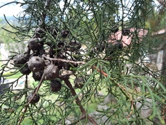 Juniperus procera