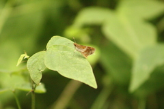 Hesperiidae