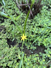 Hypoxis hirsuta