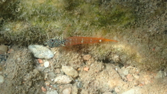 Tripterygion melanurus