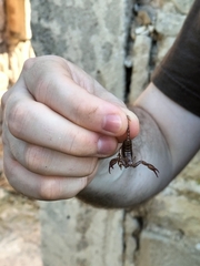 Euscorpius