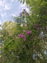 Fridericia floribunda