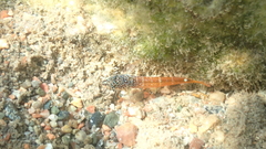 Tripterygion melanurus