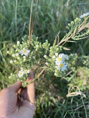 Symphyotrichum ericoides