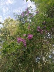 Fridericia floribunda