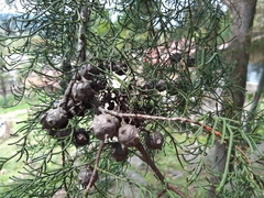 Juniperus procera