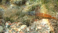 Tripterygion melanurus