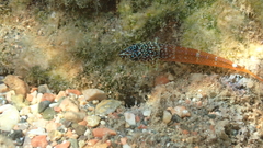 Tripterygion melanurus