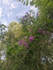 Fridericia floribunda