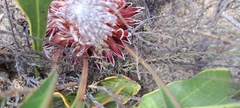 Protea scolopendriifolia